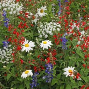Premium Red, White & Blue mix flower seeds - Grown in USA ! Beautiful ! Patriotic !