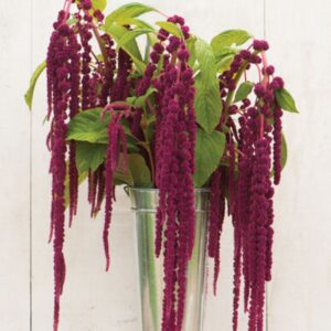 Premium Amaranthus flower seed - Love Lies Bleeding - Stunning ! Beautiful ! Grown in USA ! 2024 !