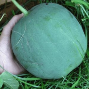 10 Heirloom Black Diamond Watermelon seeds - Sweet ! Juicy ! Summer ! Grown in USA !