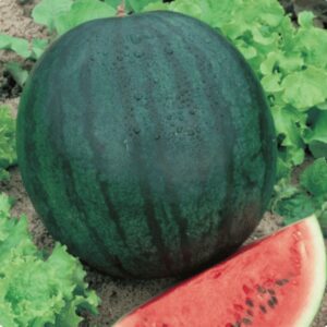 10 Sugar Baby Heirloom Watermelon seeds - Sweet ! Tasty ! Summer !! Grown in USA !!