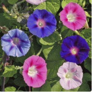 Tall Morning Glory mix Premium flower seed - Beautiful ! Spring ! Summer ! Grown in USA ! 30+ seeds