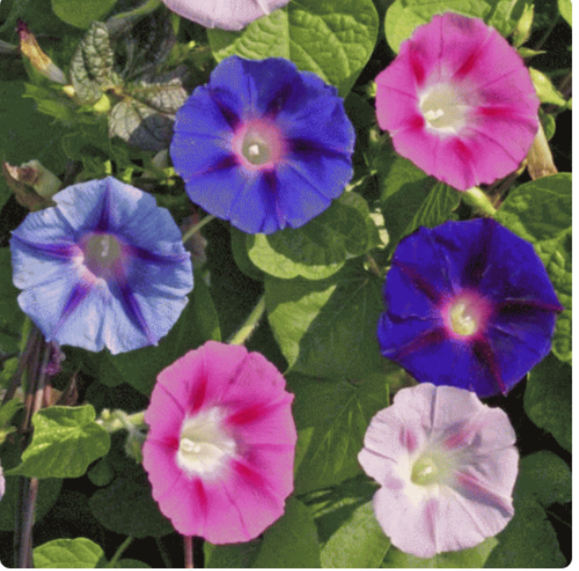 Tall Morning Glory mix Premium flower seed - Beautiful ! Spring ! Summer ! Grown in USA ! 30+ seeds