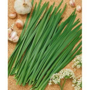 Garlic Chive seeds - fresh, tasty asian cooking, Grown in USA, half gram ! 100 Seeds !