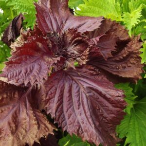 Purple/Red Shiso (Perilla) herb seeds - Asian herb, delicious, USA, Half gram 100+ seeds ! Specialty !