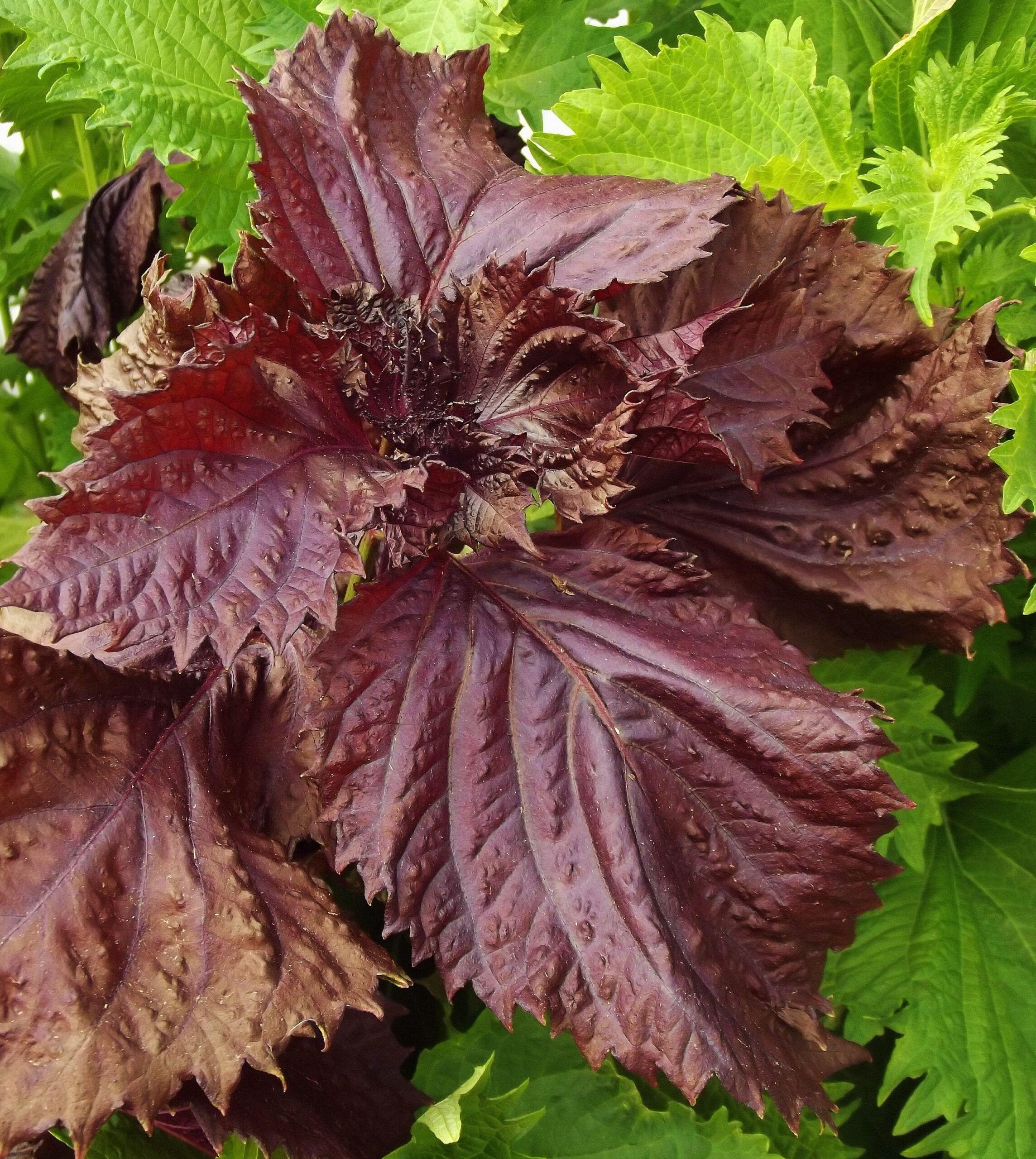 Purple/Red Shiso (Perilla) herb seeds - Asian herb, delicious, USA, Half gram 100+ seeds ! Specialty !