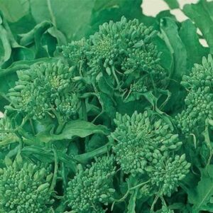 Organic Broccoli Raab - Spring Rapini seeds - Delicious, Veggie, USA !! One gram Approx 300+ seeds