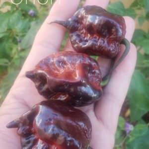 10 Premium Orion hot pepper seeds - Hot ! Atomic !! Beautiful ! Unique !