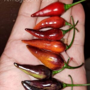 10 Premium Armageddon Purple pepper seeds - Atomic hot !! Unique ! Specialty ! 2024 !