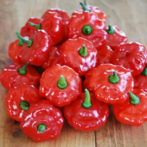 10 Sweet Bonnet Pepper seeds ! USA ! Mild ! Specialty ! Fruity !