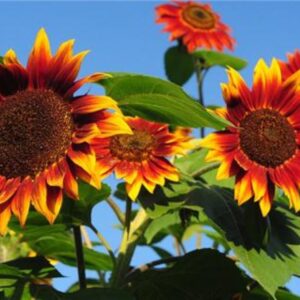 10 Evening Sun Sunflower Seeds - Premium flower seed - Beautiful ! USA !!