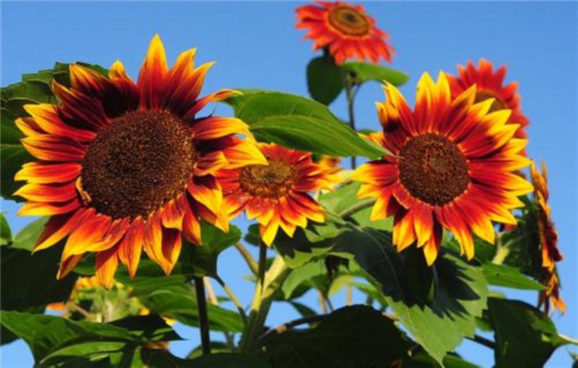 10 Evening Sun Sunflower Seeds - Premium flower seed - Beautiful ! USA !!
