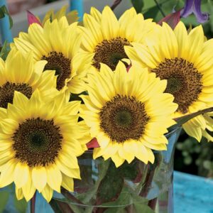 Sunflower - Sunrich Limoncello - 10 Premium flower seeds - Beautiful ! USA ! 2024 ! Specialty !