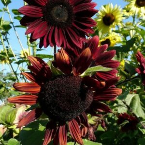 Chocolate Cherry Sunflower