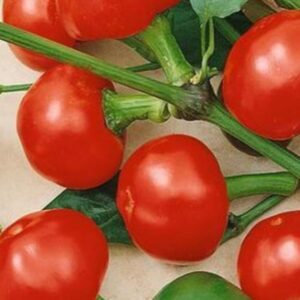 10 Large Red Cherry hot pepper seeds - Hot !! Spicy  USA !! Stuffed ! Pickled ! 2024 ! Specialty !