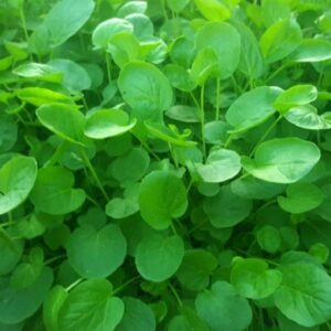 Upland Cress