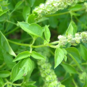 Lemon Basil seeds - half gram approx. 250 seeds USA ! Specialty ! Herbs !