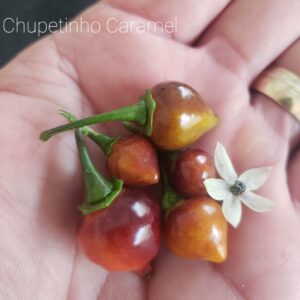 Premium Chupetinho Caramel Pepper