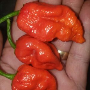 10 Premium Little Bastard pepper seeds - Unique ! Hot !! Atomic !! Sizzling !! Specialty !