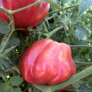 10 Heirloom Oaxacan Pink tomato seeds - Unique, Sweet, Juicy, Beautiful, USA !!