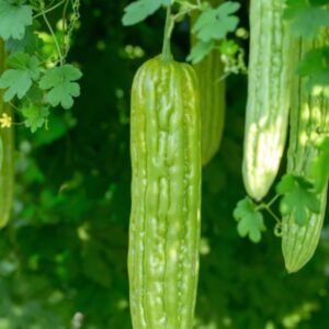 Green Skin Bitter Gourd/Melon