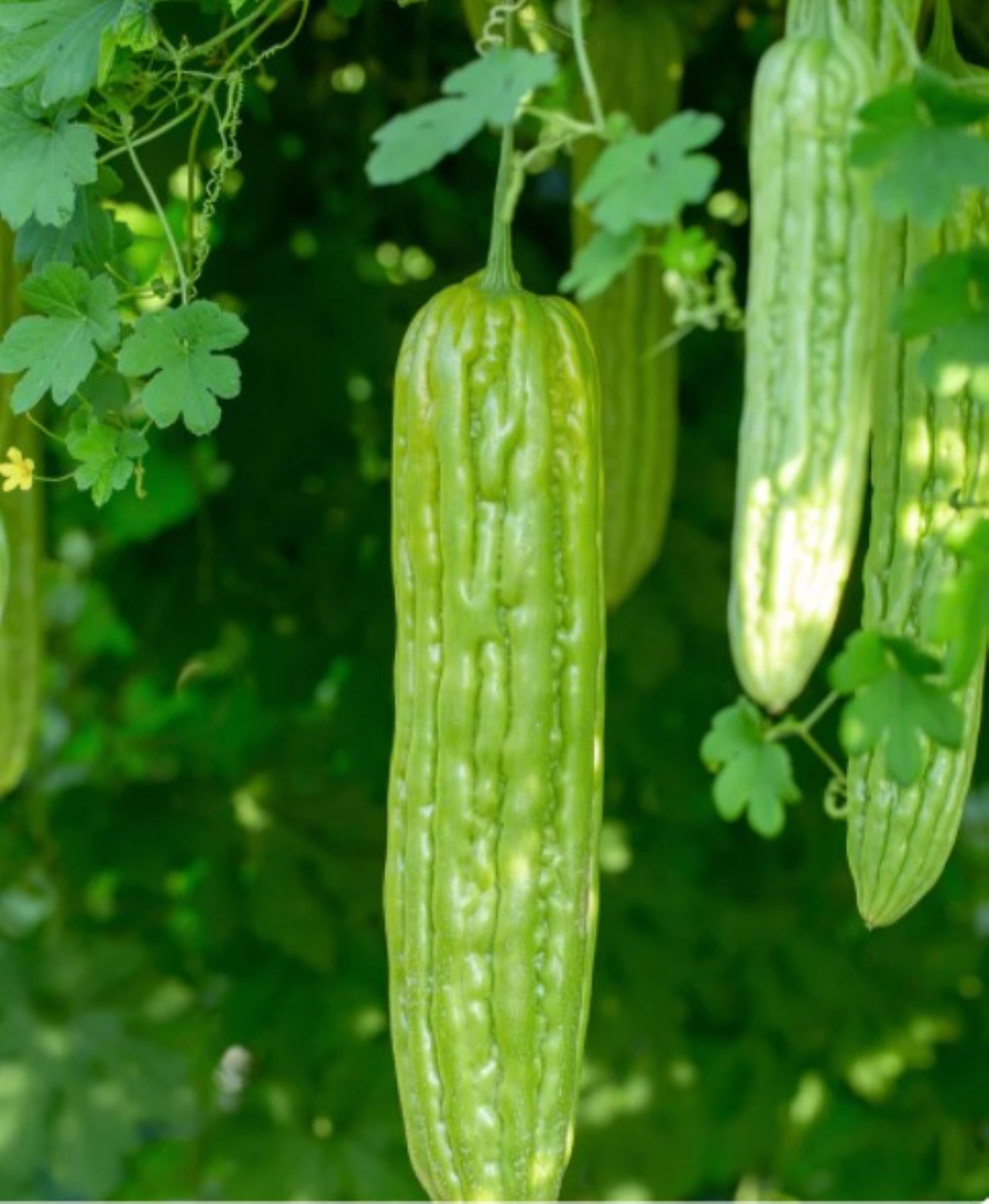 Green Skin Bitter Gourd/Melon
