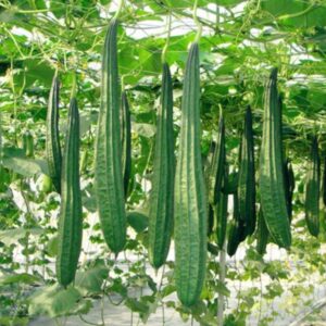 Bonanza Angled Luffa Gourd