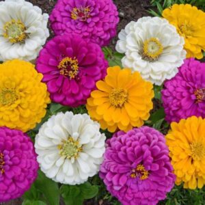 Premium Zinnia Mardi Gras mix flower seed - Stunning, Beautiful, USA !! Half gram - 50+ seeds