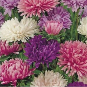 Premium Aster Powder Puff mix flower seed - Stunning, Elegant, Beautiful, USA !! Half gram - 200+ seeds