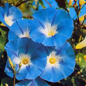 Premium Heavenly Blue Ipomoea flower seed - Gorgeous, Beautiful, USA !! One gram - Approx 25 seeds
