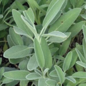 Broadleaf Sage