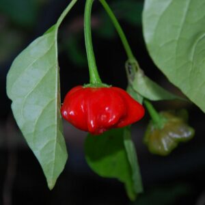 10 Premium Brazilian Red Starfish pepper seeds - Spicy ! Tasty ! Unique ! Grown in USA !!