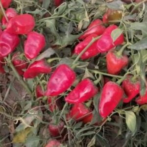 10 Premium Pakistan Tota Piri (Piri Piri) pepper seeds - Unique ! hard to find ! Spicy ! Seasoning pepper !