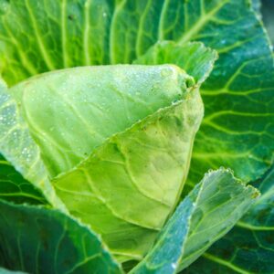 Charleston Wakefield cabbage Seeds - approx. 100 - Crisp ! Tasty !! Fresh ! 2024 !