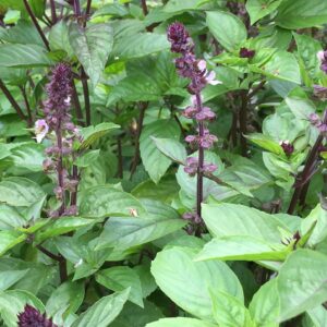 Cinnamon Basil seeds - Half gram approx. 200 seeds ! Specialty ! Unique ! Cooking ! Herbs !