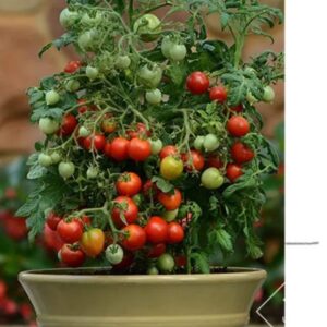 10 Geranium Kiss dwarf tomato seeds - USA ! Patio ! Juicy, sweet, productive ! Tiny Tim type !