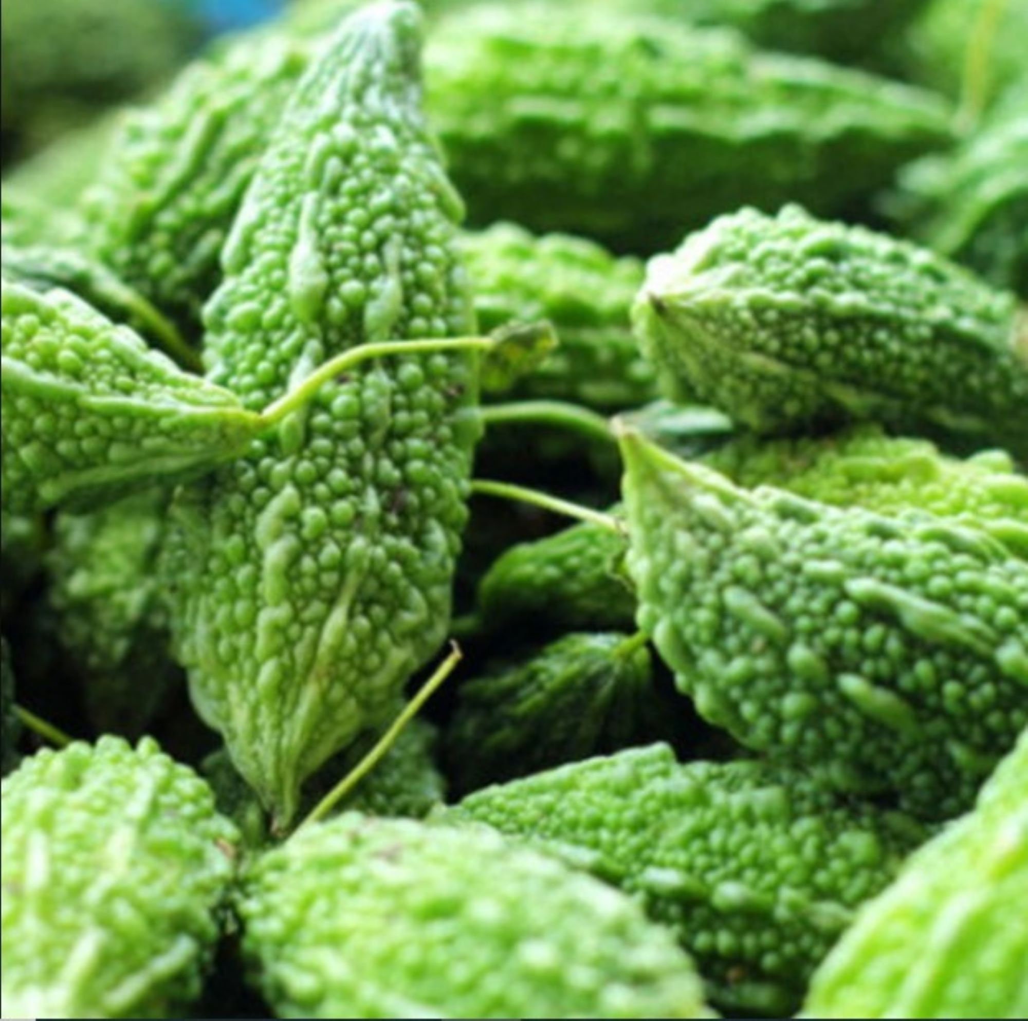 Futo Spindle Bitter Gourd/Melon seed