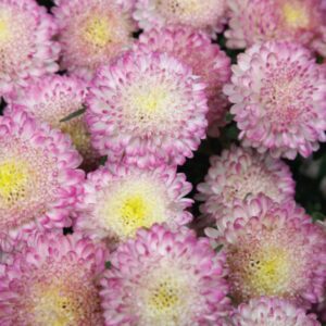 20+ Premium Bonita Top Pink Aster flower seeds - Stunning ! Beautiful ! Grown in USA !