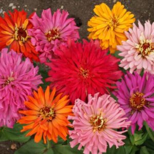 Premium Cactus Flowered Zinnia mix - Beautiful, Unique, USA !! Half gram - 50+ seeds