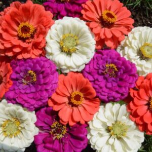 Premium Zinnia Under the Sea mix flower seed - Beautiful, Stunning ! USA ! Unique ! Half gram 50+ seeds