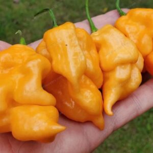 10 Premium Tom's Giant Peach Scorpion pepper seeds - Grown in USA ! Unique ! Hot ! Spicy !