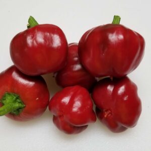 10 Premium small Bola pepper seeds - Unique ! Hard to Find ! Mild ! Great pickled ! 2024 ! Specialty ! Gourmet !