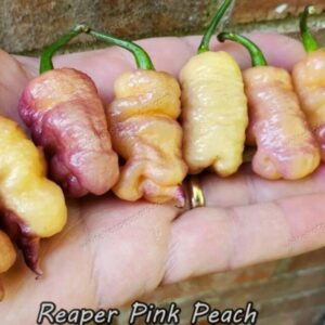 10 Premium Reaper Pink Peach pepper seeds - Sizzling hot ! Beautiful ! Grown in USA ! Specialty !