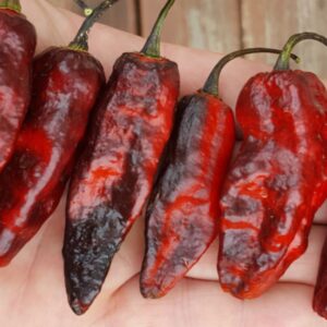 Premium Pimentas Leopard Pepper