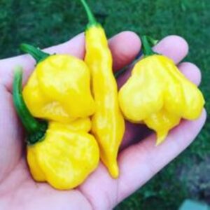10 Premium Aji Starrburst pepper seeds - Hot ! Spicy ! Grown/Harvested in USA ! Unique !