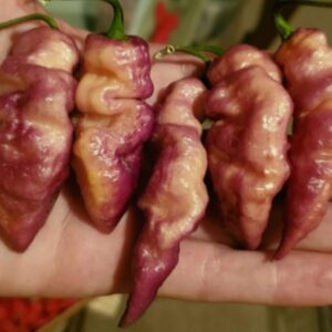 10 Premium Thor's Thunderbolt pepper seeds - Hot ! 300k-500k Scoville Grown/Harvested in USA !