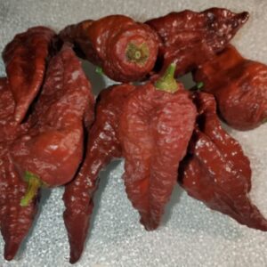 10 Premium Chocolate Naga Viper - Sizzling ! Atomic ! Grown/Harvested in USA ! Unique ! Specialty !