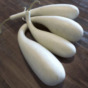 Calabash Gourd