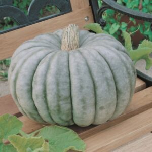 10 Heirloom Jarrahdale Pumpkin seeds - Beautiful blue pumpkin ! Grown/Harvested in USA ! Pie pumpkin !