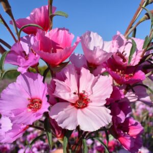 Godetia Tall mix Premium flower seed - Beautiful ! Sunny ! Grown/Harvested in USA !!