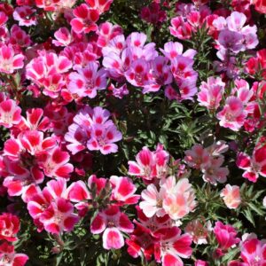 Godetia dwarf single mix - Premium flower seed - Beautiful ! Sunny ! Grown/Harvested in USA !